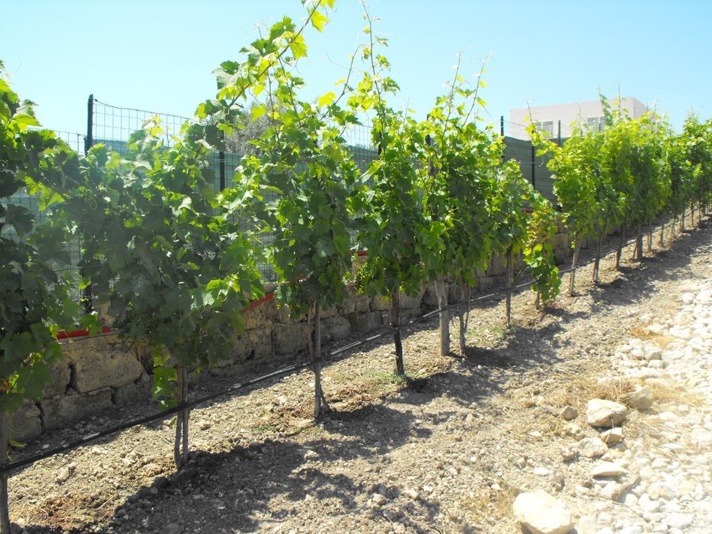 Agriturismoeloropizzuta Lido di Noto Ngoại thất bức ảnh