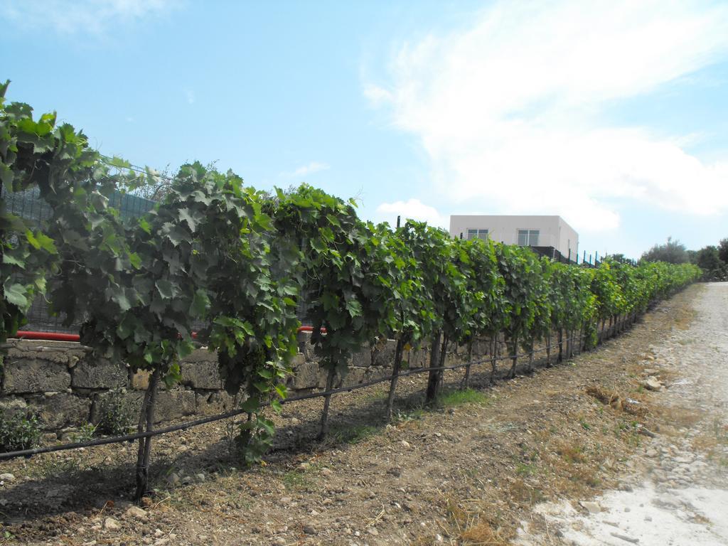 Agriturismoeloropizzuta Lido di Noto Ngoại thất bức ảnh